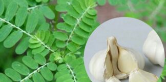 Daun meniran dan bawang putih baik bagi kesehatan hati