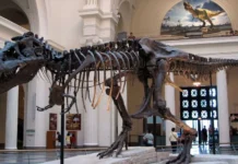 museum zoologi bogor